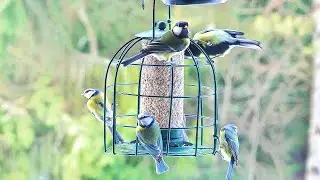 Beautiful birds enjoying suet / Relaxing video