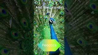 National Bird of India 🦚 | GK Question for Kids | Mini Minds GK