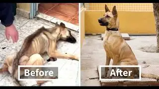 Adopt a Pet #P4A2017