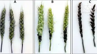 Seed Treatment And Seed Borne Diseases/बीज उपचार एवं बीज जनित रोगों के बारे में जानकारी