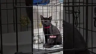 Hallo is very vocal #animalrescue #rescuecats #adoptablepets