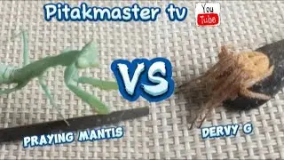Praying mantis vs Dervy g. spider