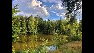 Field Recording I Natural soundscapes I Deep Forest lake