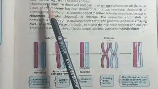 Meiosis 1 | Prophase 1 | Cell cycle | Chapter 5 | Grade 9 Biology 