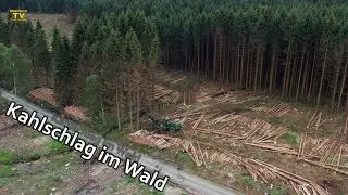 Kahlschlag im Wald