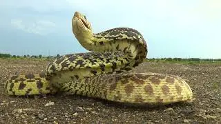 BULLSNAKE STRIKE!!!  2020.