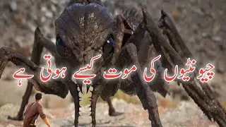 how do ants die?| where is the cemetery of ant| chyuntion ki maut kesy hoti ha@info at adil