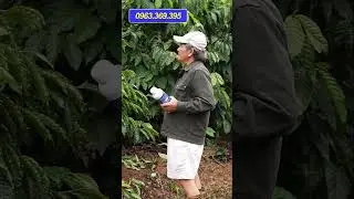 Ph&acirc;n B&oacute;n Sinh Học Kagreen #c&acirc;yc&agrave;ph&ecirc; #saurieng #sầuri&ecirc;ng #nongnghiep #ph&acirc;nb&oacute;n #c&acirc;ytrồng  #hồti&ecirc;u