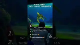 RANKING FUNNIEST TURTLE TALK WITH CRUSH MOMENTS
