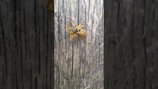 💚 Wasps Communicating #wasp#wasps#insect#bugs#nature#wildlife#macro#closeup#photography#videography