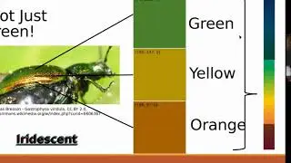 Structural Colour in Nacre and Nature - Damien Leech