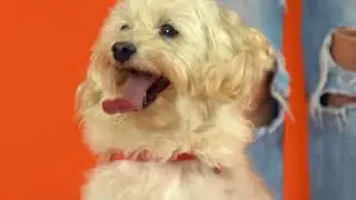 Labyderm - Linha Dermocosm&eacute;tica para C&atilde;es e Gatos