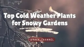 TOP COLD WEATHER PLANTS FOR SNOWY GARDENS!!