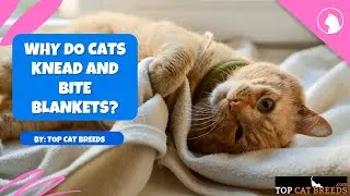 Why Do Cats Knead and Bite Blankets | Top Cat Breeds