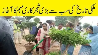 largest tree planting campaign in pakistan | Tree Planting | ARP NEWS | 09 AUG 2020