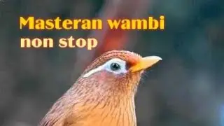 Masteran Whambie nonstop 1 jam