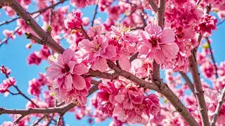 Самые красивые мелодии в мире 🌺 Идет снег 🌺 Лучшие зимние песни 🌿 Сергей Грищук #1