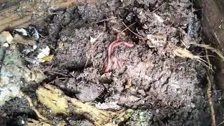 Amarra pl&aacute;stica y mazorca de ma&iacute;z 