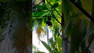 the night flying fox sleeps #maledives #travel #shortvideo #shorts #animals #flyingfox #foryou