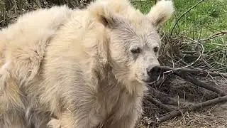 Singing aboot silk