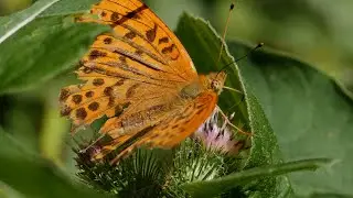 Orange butterfly enjoys his nectar. Lumix gh5 + Laowa 100 mm f2.8 2x ultra macro