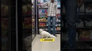 PERSION CAT PRICE BHOPAL | PETS SHOP BHOPAL #pets #cat