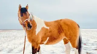 Tuchi - 2014 Paint Mare