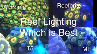 Reef Tank Lighting Review Comparison AI Prime 16 HD, ATI T5, Metal Halide, Aquaillumination Coral