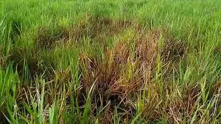 MORTE S&Uacute;BITA DO BRAQUIAR&Atilde;O PREOCUPA PECUARISTAS. O QUE FAZER?