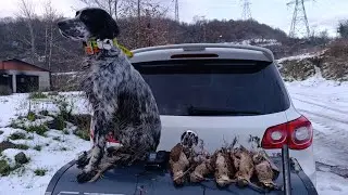  2025-2026 KARDA ÇULLUK AVI (ZONGULDAK) #çulluk #setter #woodcock #beccacia #hunter #avcı  #μπεκάτσα