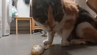 Cat Eats Fish With Metal Music (Dog Steals It)