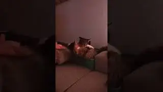 Baby Cat Fight Norwegian Forest Cat Mix so cute