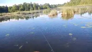 Koppers LIVETARGET Frog 2