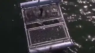 SHARK ZONE / MUSIC VIDEO