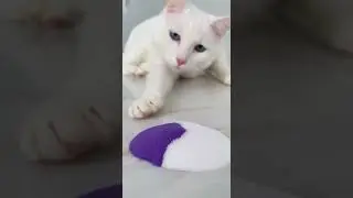 🔮 Dreamy Stardust ASMR! White Cat Mixes Purple & White Sand: Elegant Flow & Touch #catasmr#shorts