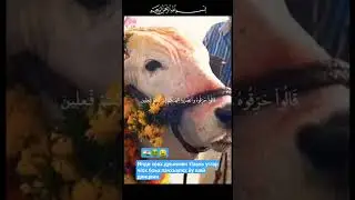 #индия #инди #india