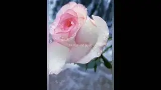 DIFFERENT TYPES OF ROSES