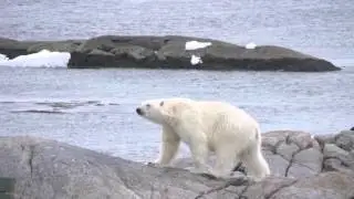 Greenspond Polar Bear