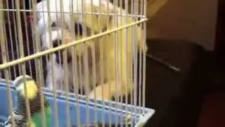 Dog hates bird