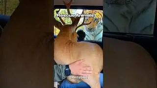 The Moment He Realized He Was Safe 🥺❤️ #animals #rescue #shorts