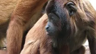 Orphaned Bolivian Red Howler Monkeys (Alouatta sara)
