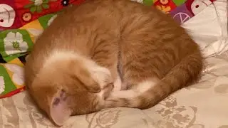 Introducing Mittens and Update