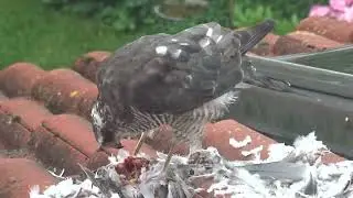 Sperwer eet Turkse tortel 2023 11 06 20 08 52 UTC