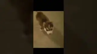 remi come,sit,speak#funny #trending #trendingshorts #dog #husky #memes #funnyvideo
