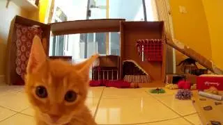 19 Minutes of Candid Video - Foster Kittens Playing on their Obstacle Course - 5 Weeks Old