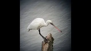 swans, heron, cormorant , spoonbill, blindworm...
