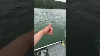 Detroit lake fishing #trolling#trout#kokanee