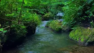 Gentle River Flow in the Forest | Pure Stream Sounds for Deep Sleep, Meditation and Relaxation