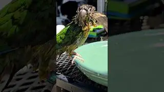 This Is What Pure Joy Looks Like: Feather Edition #GreenCheekConure #FunnyBird #ViralPets #PetComedy
