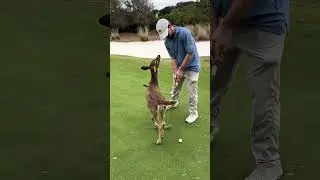 Real-life Disney princess 👸 #animal #love #short #bird #foryou